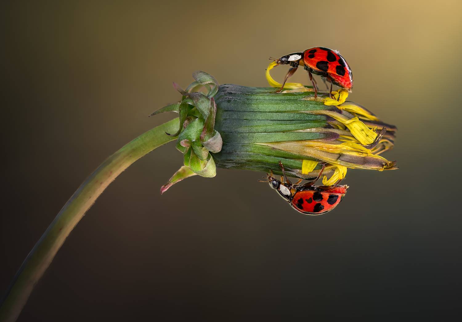 beetle, ladybug, ladybugs, flower, bud, Atul Saluja