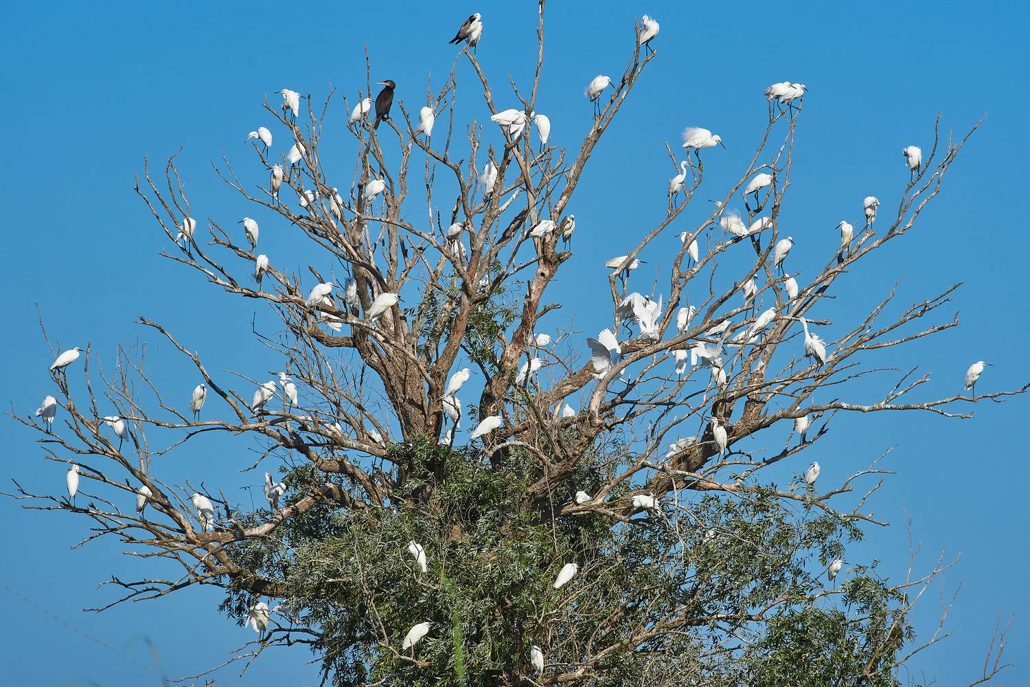цапли, волга., волго-ахтубинская пойма, Павел Сторчилов