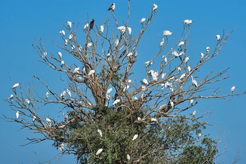 цапли, волга., волго-ахтубинская пойма Слет цапель фото превью