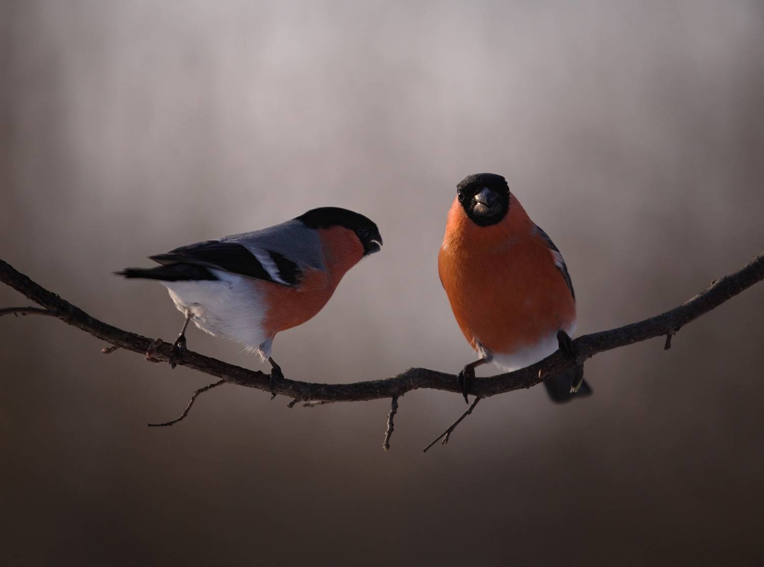 снегири, птицы, Баранов Олег