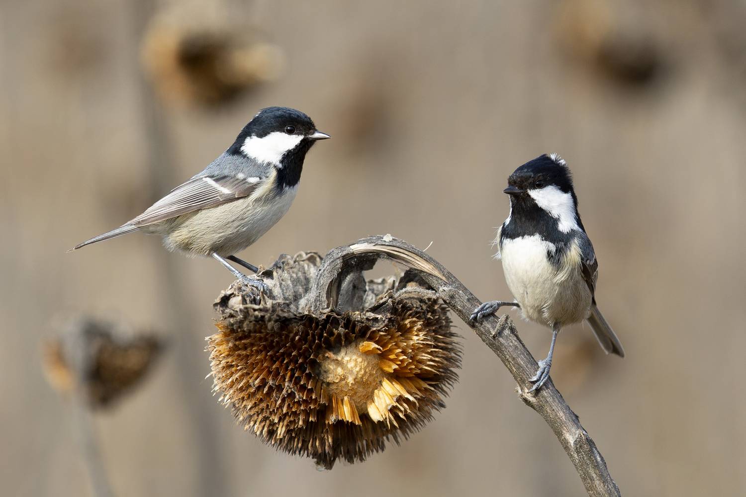 , Валерий Черняк