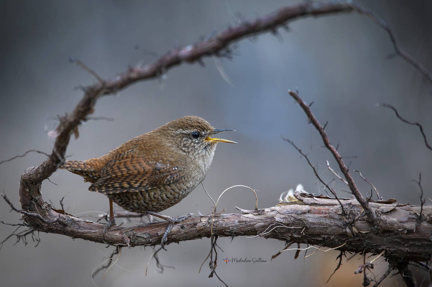 фотоохота, птица, крапивник, подкоренник, Медведева Светлана