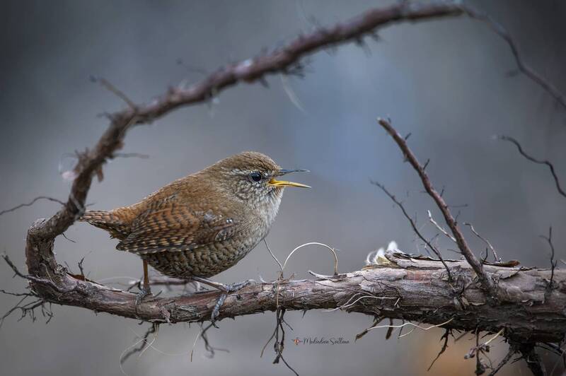 фотоохота, птица, крапивник, подкоренник Подкоренник. фото превью