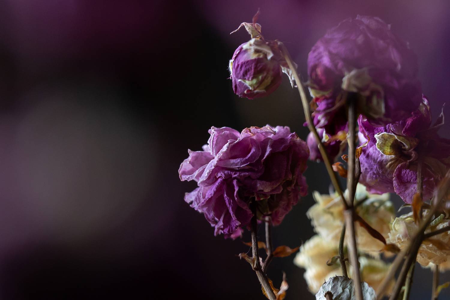 , Щепанов Дмитрий