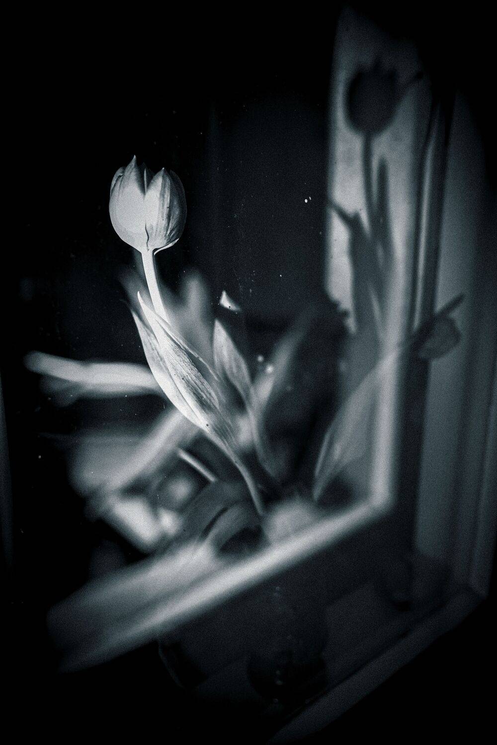klusā daba, zieds, dubultāekspozīcija, melnbalts, ēnas, Cielava Dace