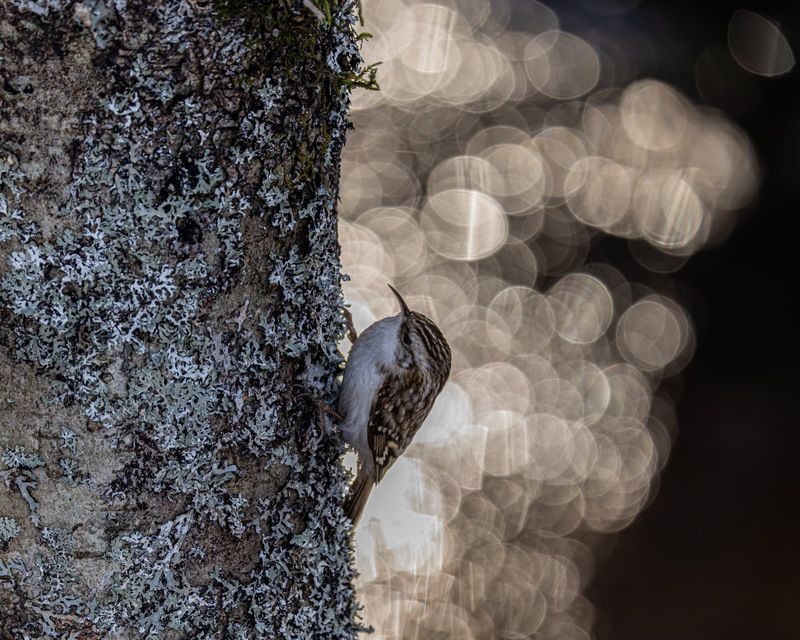 обыкновенная пищуха, птицы, пищуха Пищуха фото превью