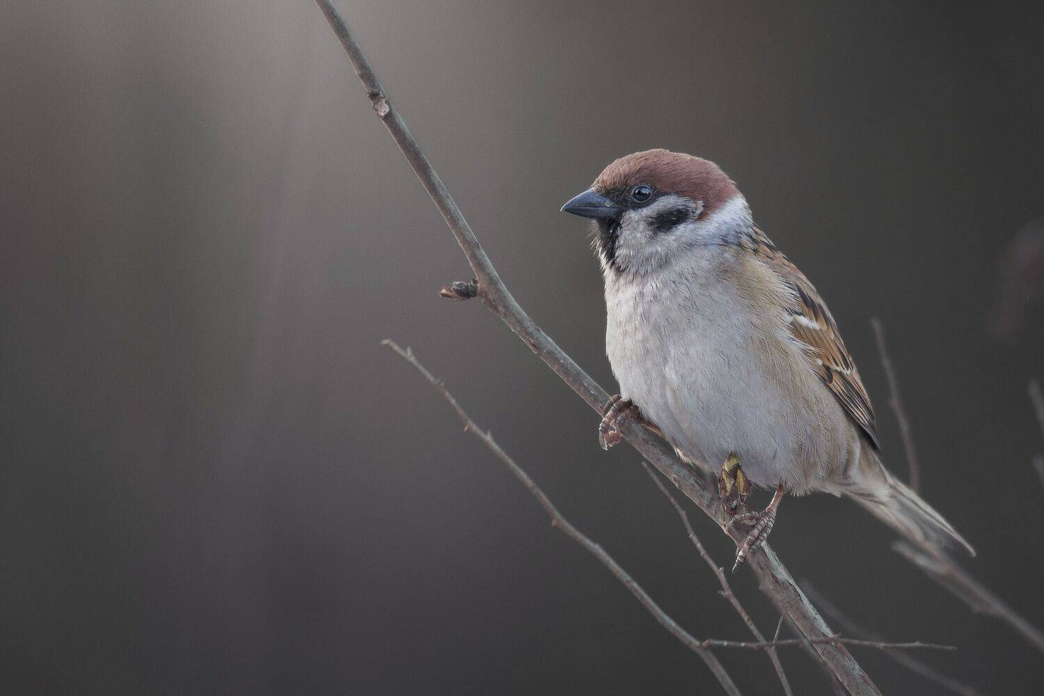 , Максим Вышарь