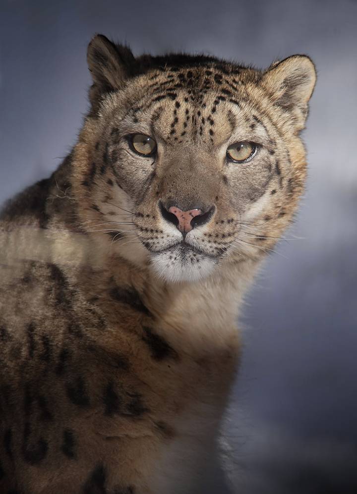 , Алексей Родак