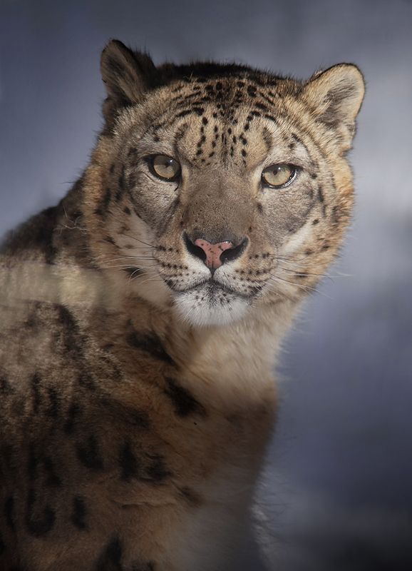 Снежный барс фото превью