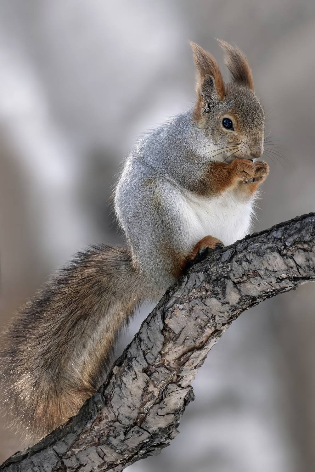 белка, грызун, животные, природа, фотоохота, Abdalova Tatiana