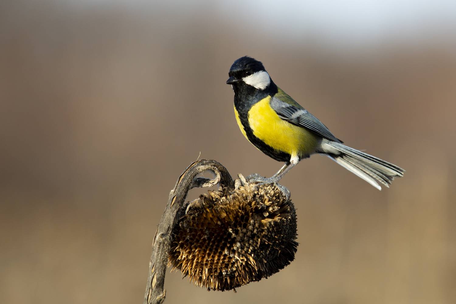 , Валерий Черняк