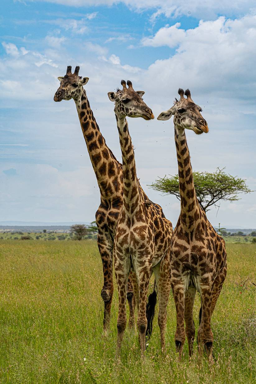 , Антипов Игорь