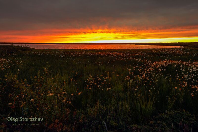 тундра, пушица, болото, озеро, ямал, надым Пушица фото превью