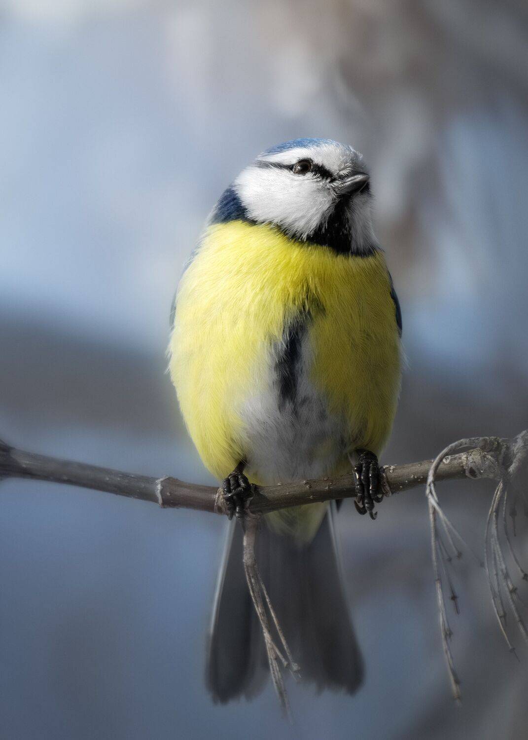 , Полина Шальнева