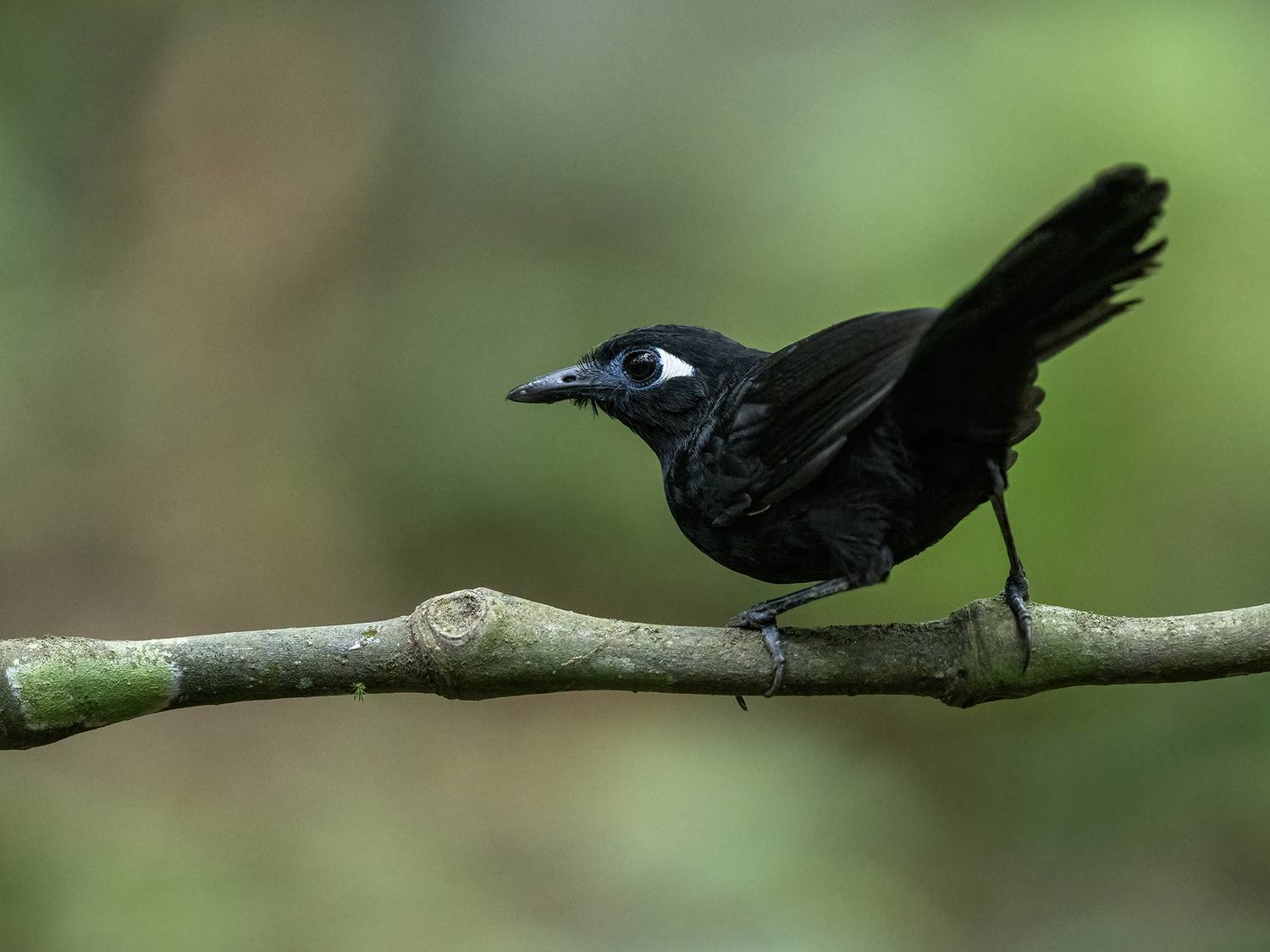 blue-lored, antbird, (male), Fernando Burgalin Sequeira