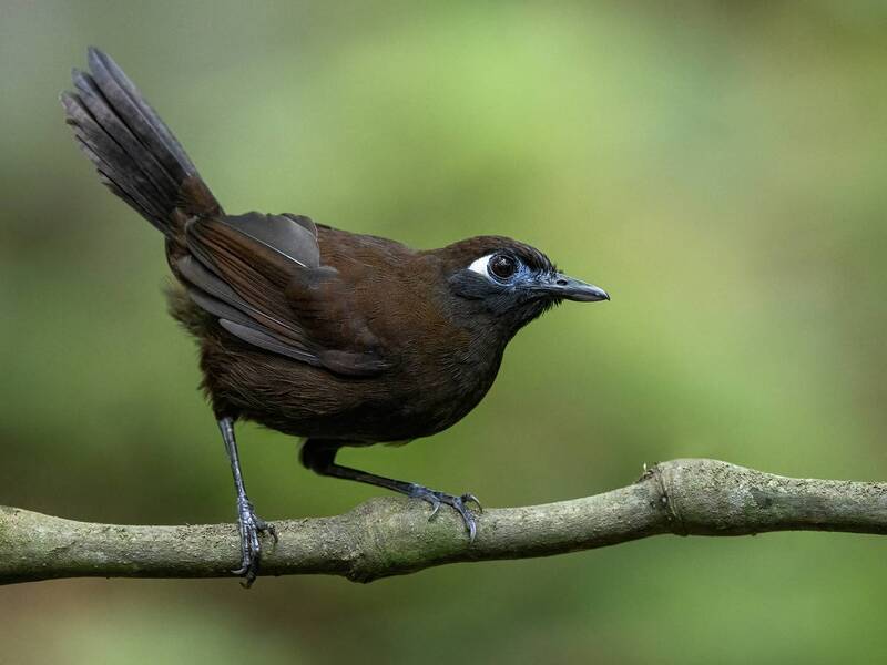 Blue-lored Antbird (Female) фото превью