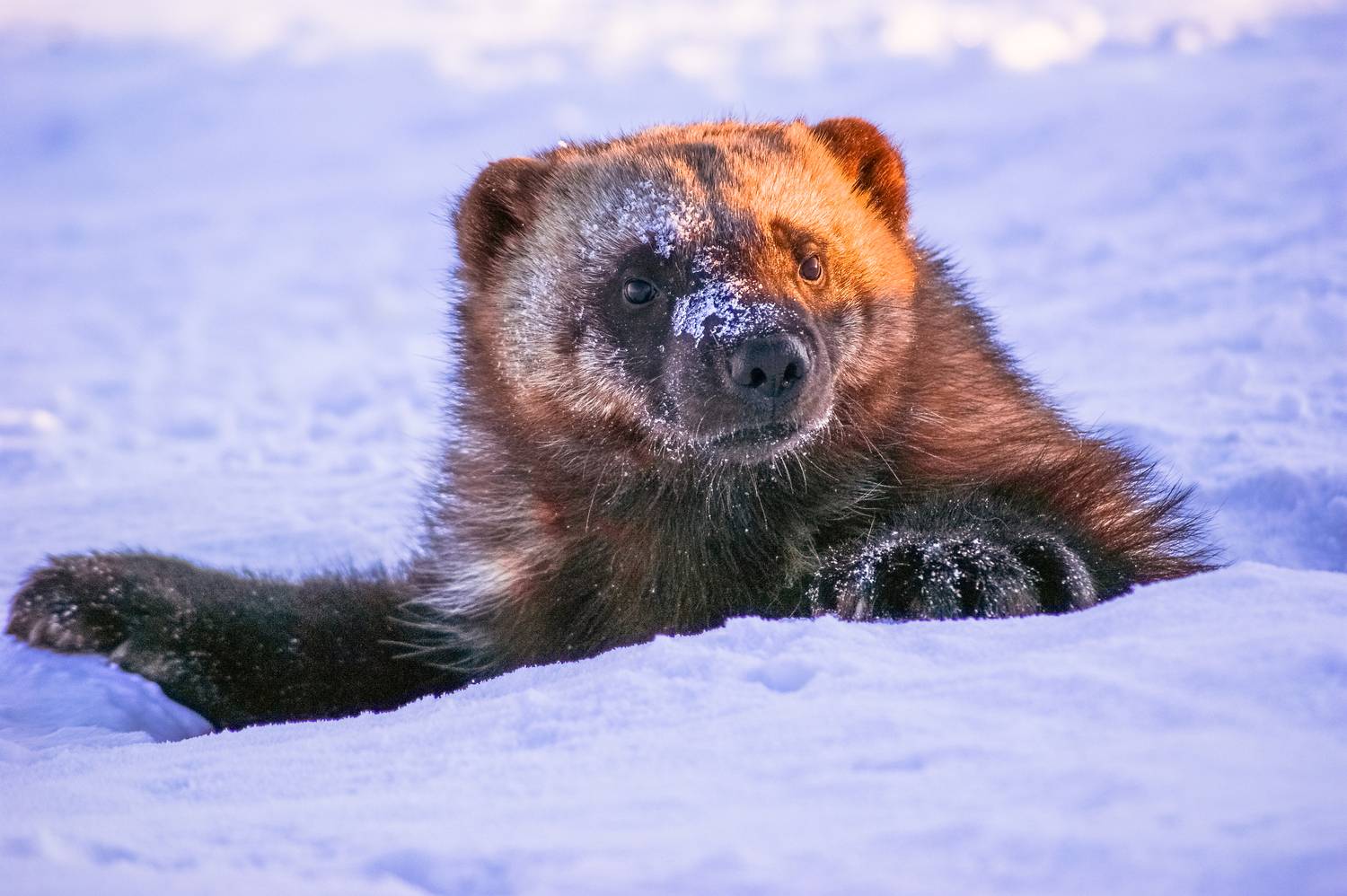 , Андрей Загребельный