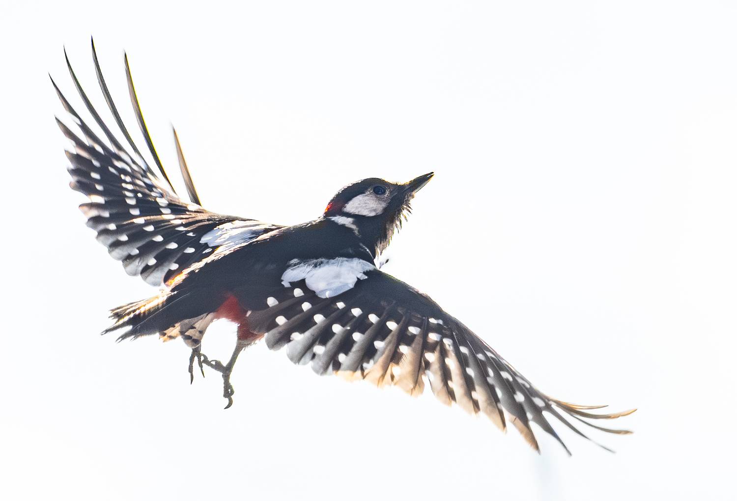 , Курлянцев Алексей