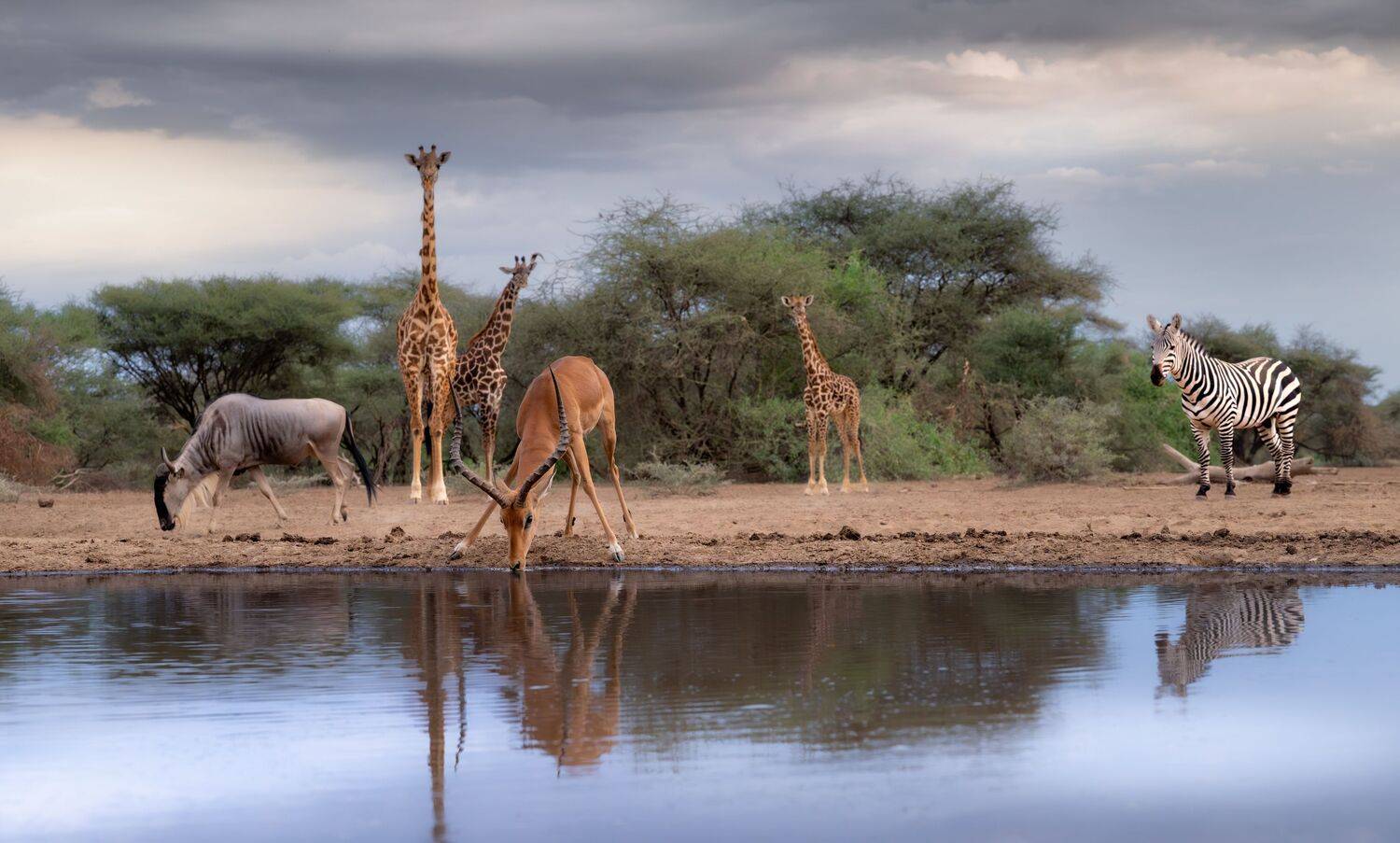 Кения, Сулоев Алексей