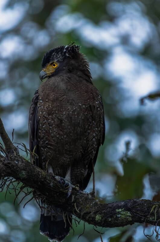 Frame фото превью