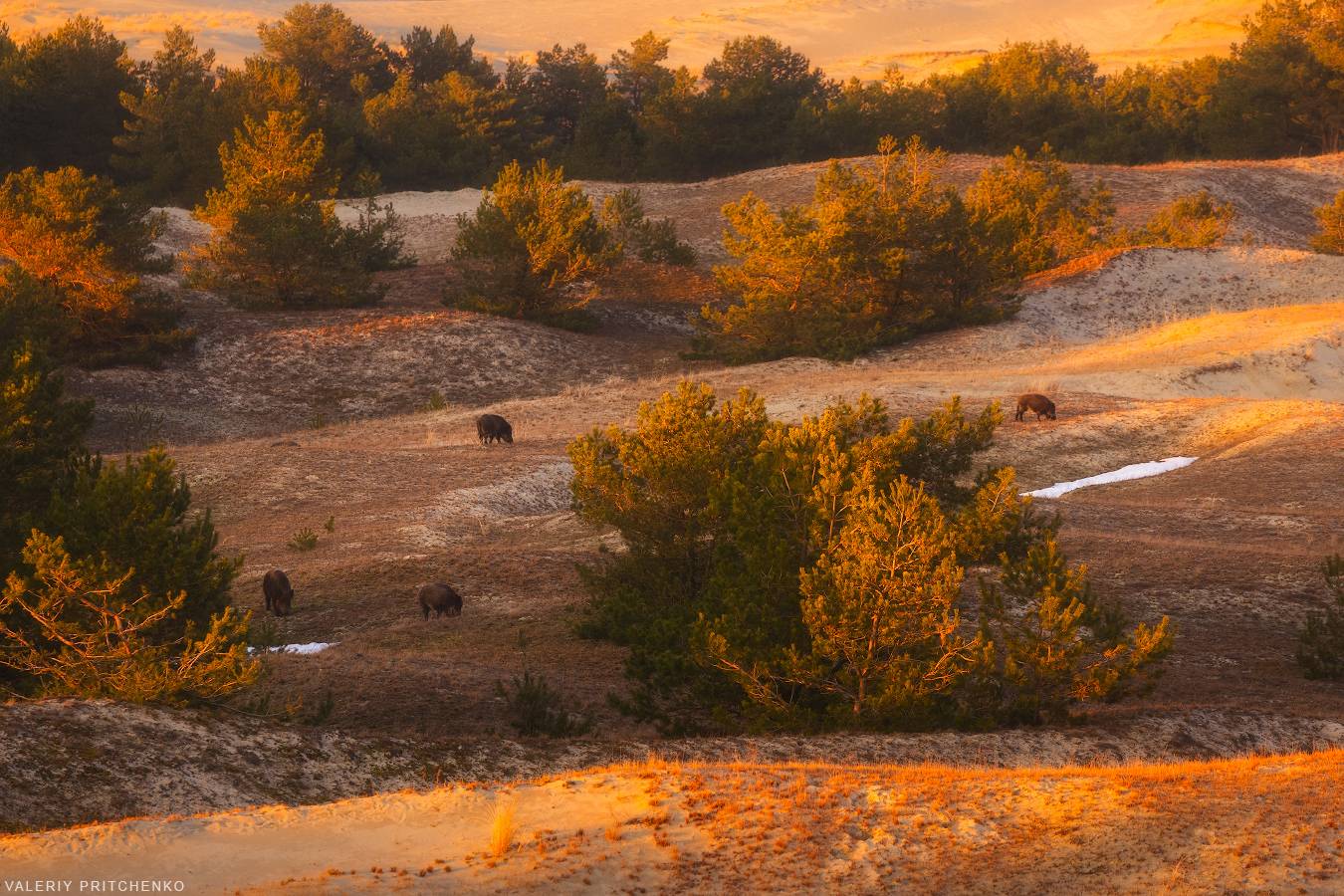 , Валерий Притченко