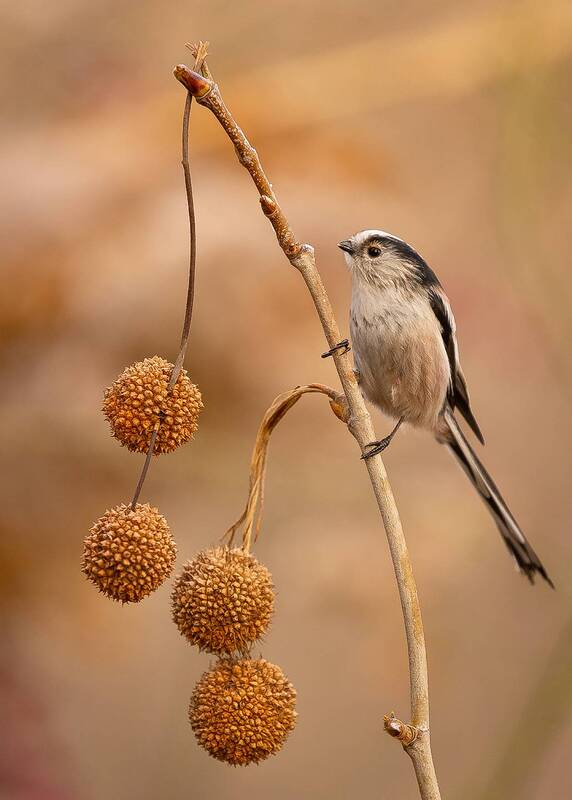 Long-tailed Ti фото превью