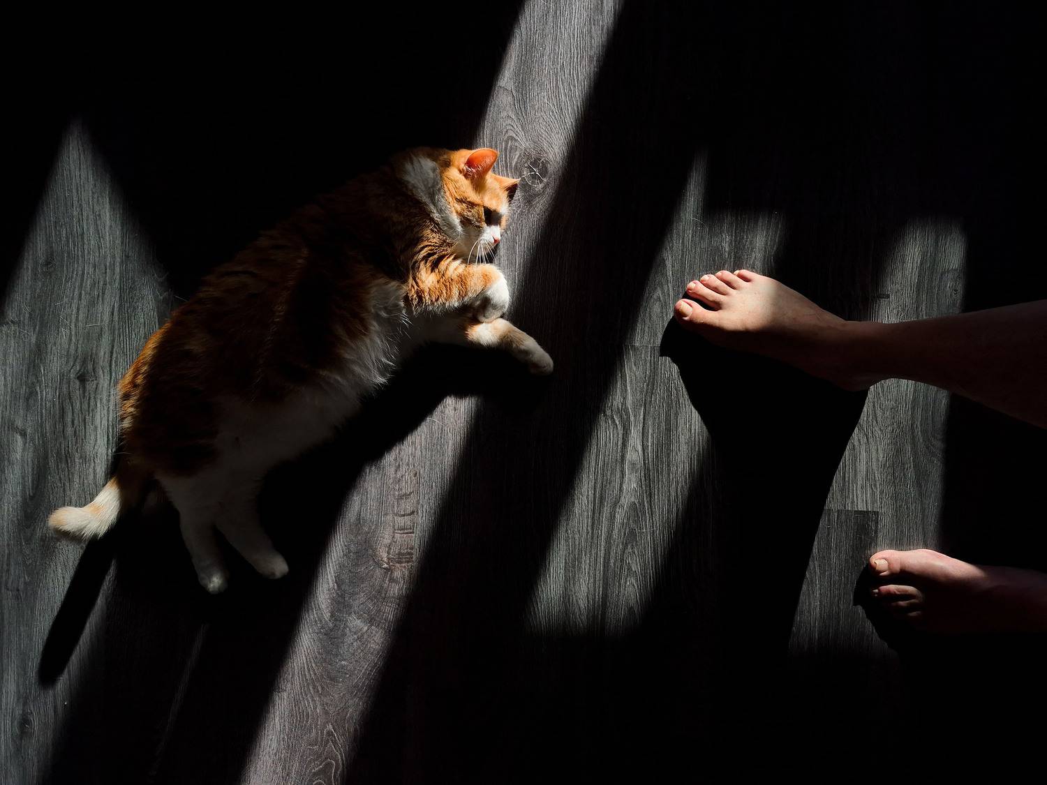 , Тимофей Шутов