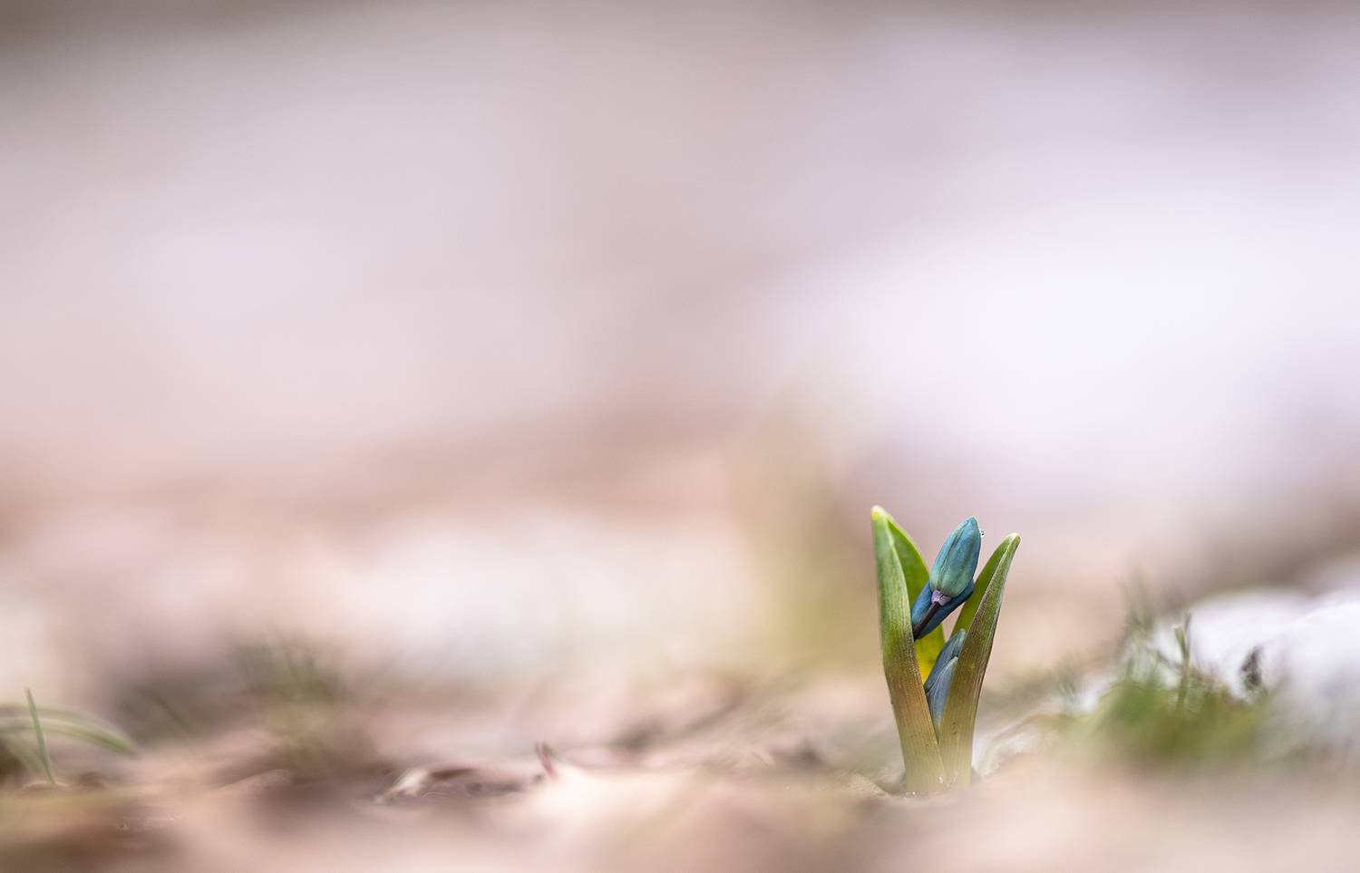 пролеска, цветок, первоцвет, воронеж, весна, утро, макросезон, Мещеряков Геннадий