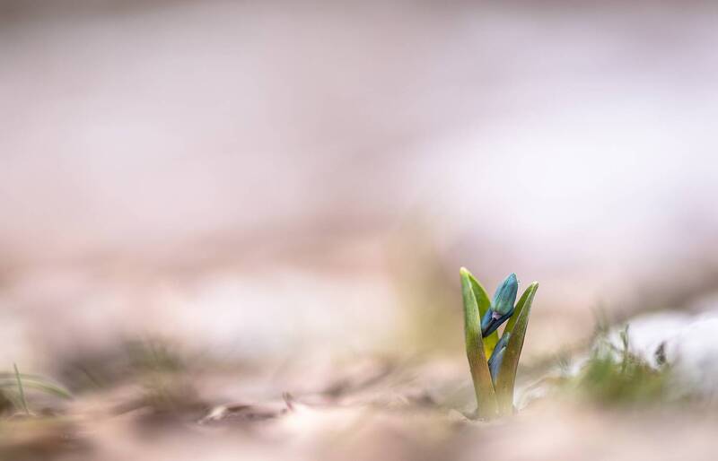 пролеска, цветок, первоцвет, воронеж, весна, утро, макросезон В проталинах мартовского леса... фото превью