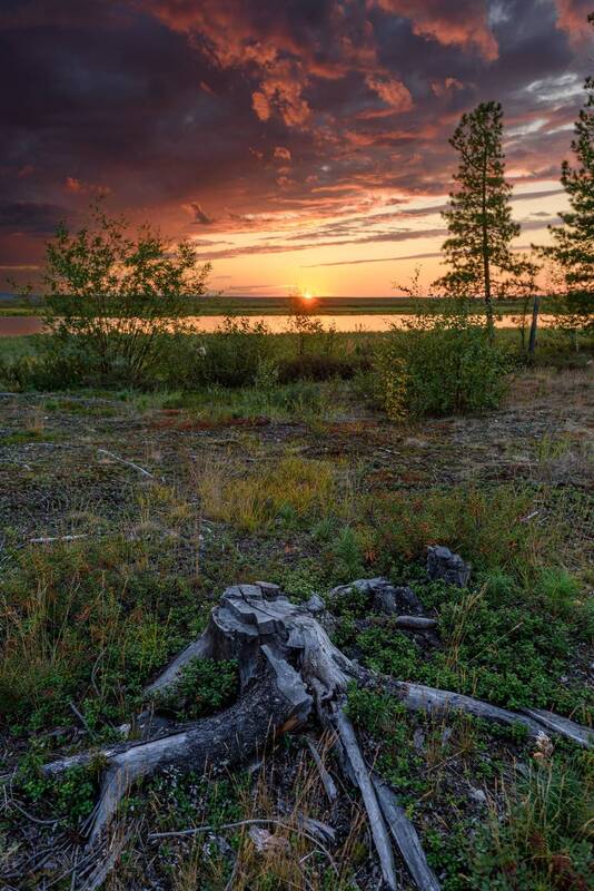 пень, тундра, закат, небо, ямал, надым, пейзаж Жизнь фото превью