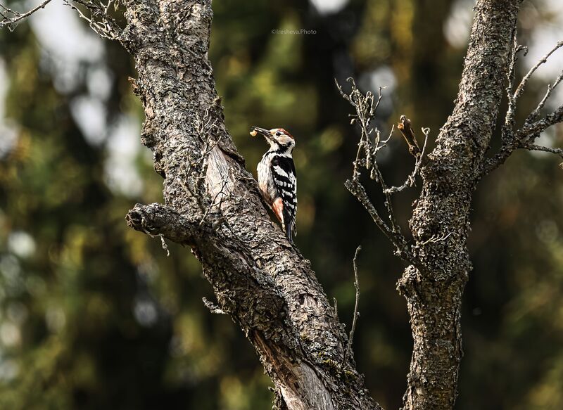 Белоспинный дятел, дятел, птица Белоспинный дятел фото превью