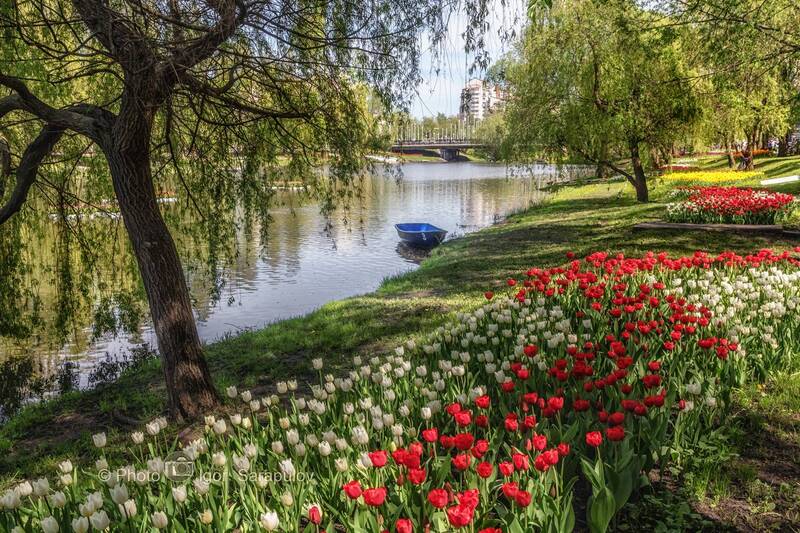 цветущий, цветущая весна, река в цвету, река, клумба, городской пейзаж, городской парк, весна в городе, везёлка, белгород, фестиваль, тюльпаны Река в цвету фото превью