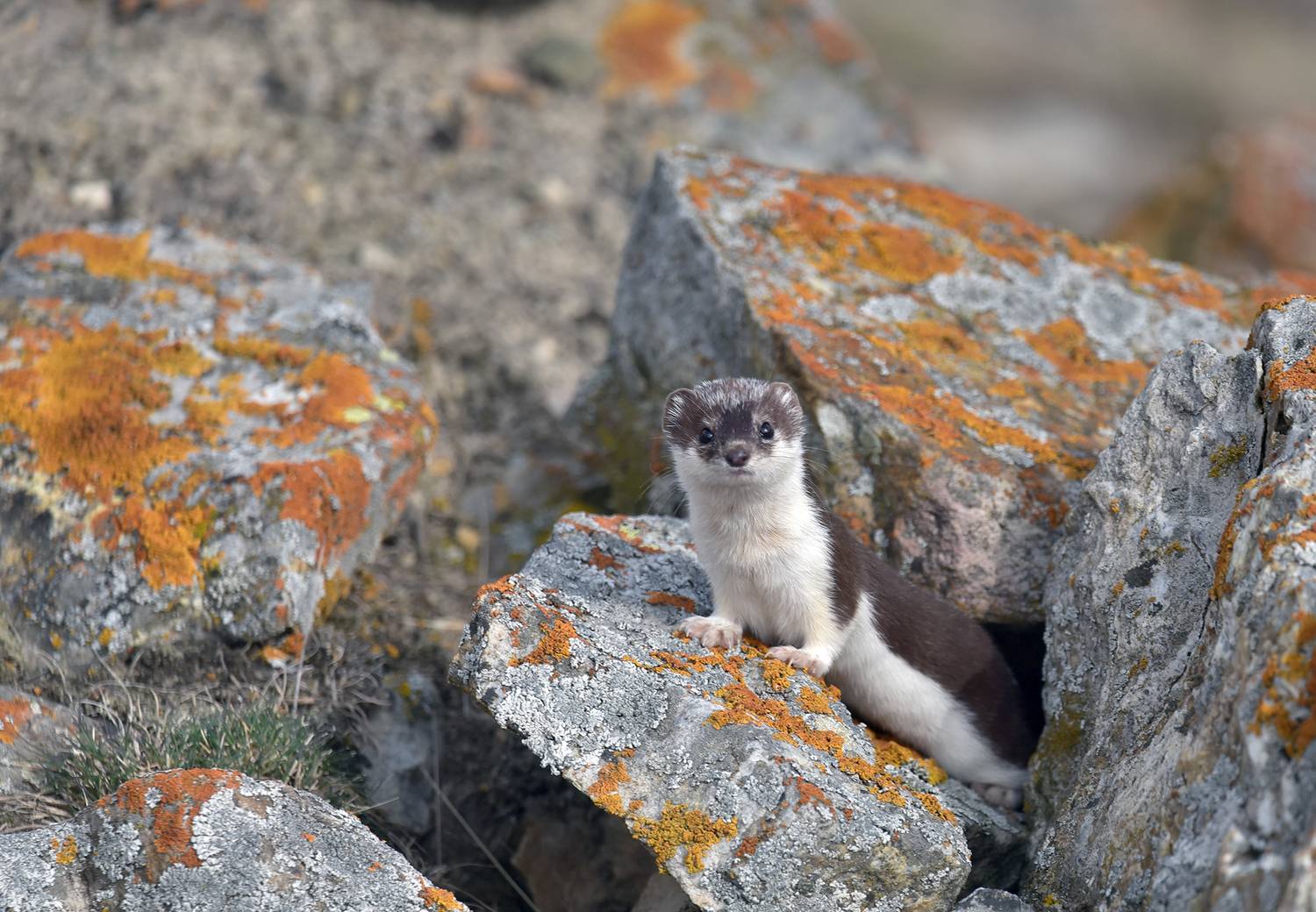 горностай, кабардино-балкария, Хасан Журтов