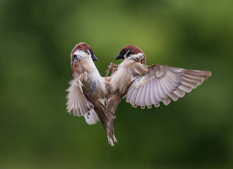 Сердечко фото превью