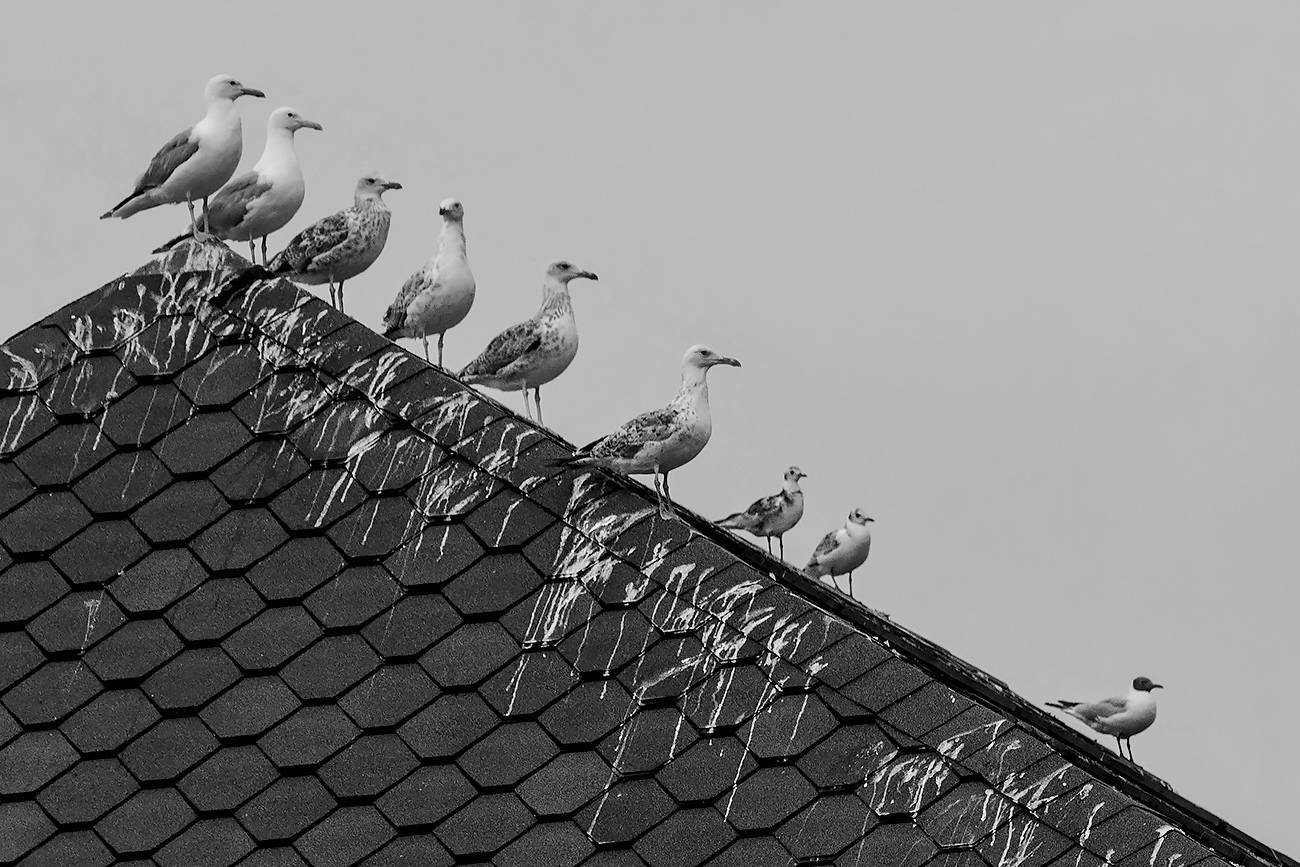 птицы, иерархия, Михаил Агеев