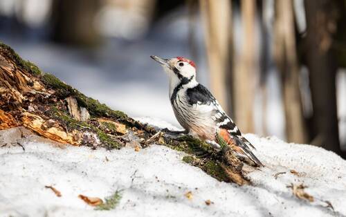Белоспинный дятел.