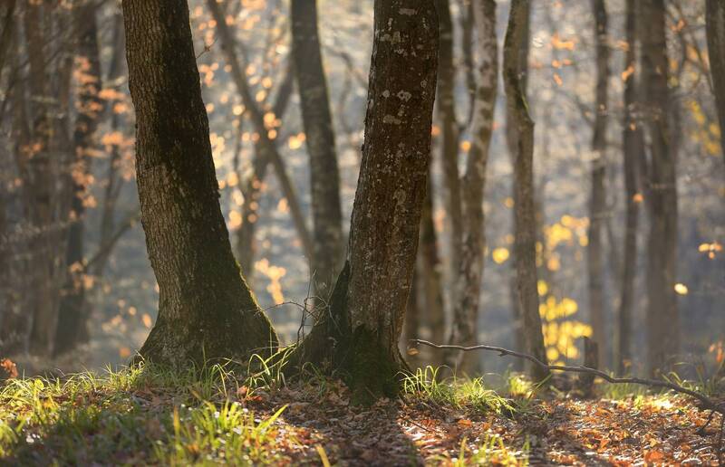 осень, утро, лес Осеннее утро фото превью