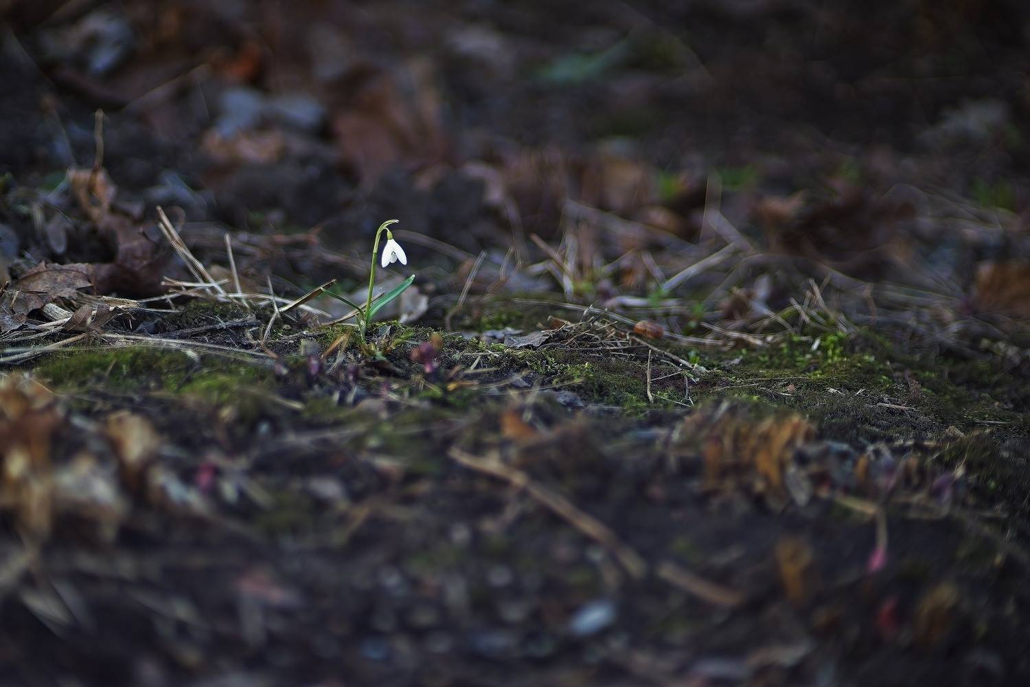 , Орлов Олег