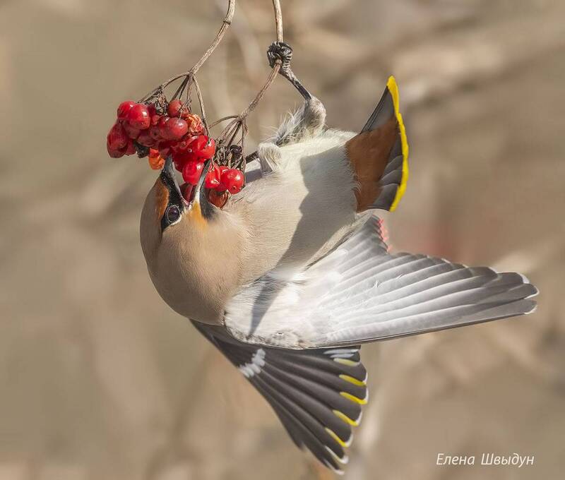 свиристель, bohemian waxwing, птицы, птица, birds Свиристели, нашествие фото превью