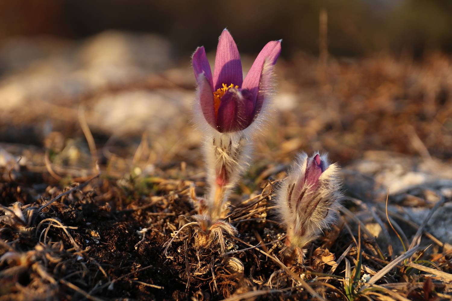 крым, Добролюбова Тамара