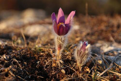 Навстречу к солнцу
