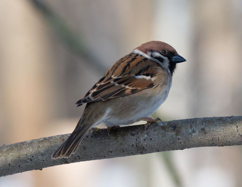 Воробей - птица гордая. фото превью