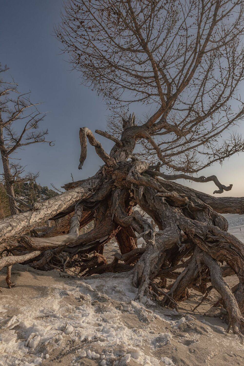 ходульные, деревья, Байкал, лёд, зима, солнце,  Мария