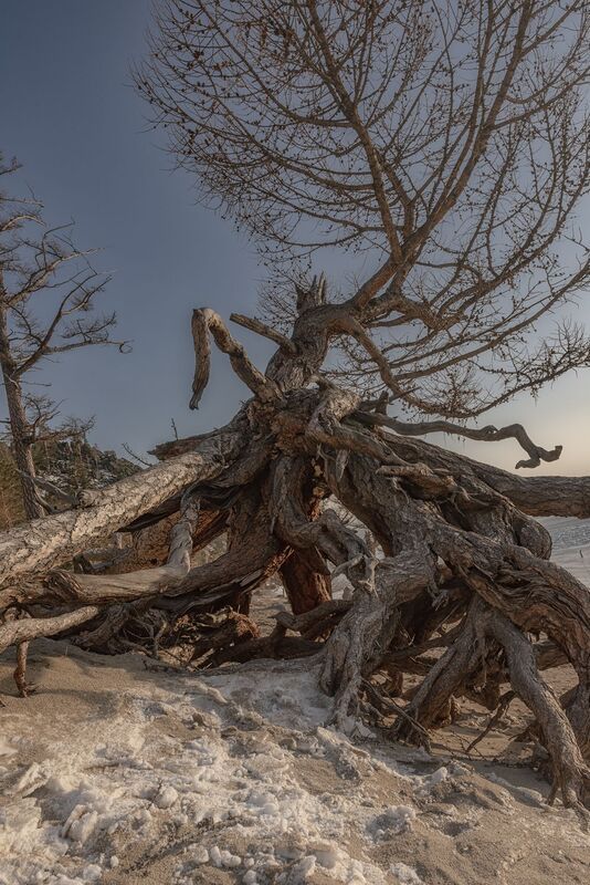 ходульные, деревья, Байкал, лёд, зима, солнце Ходульные деревья фото превью