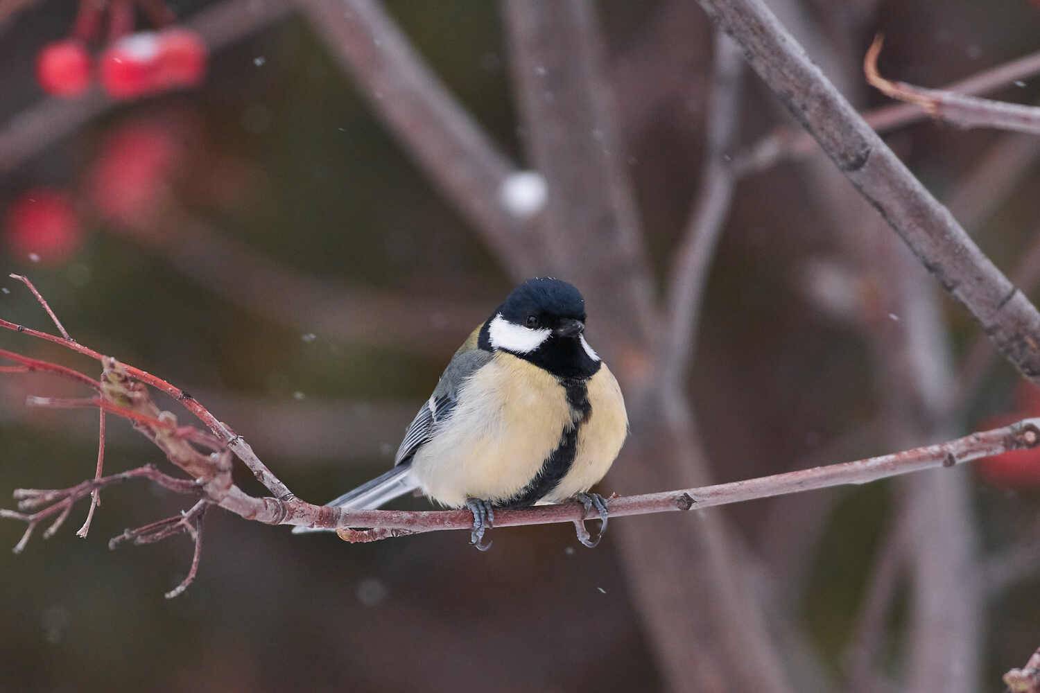 Большая синица, Parus major, Павел Сторчилов