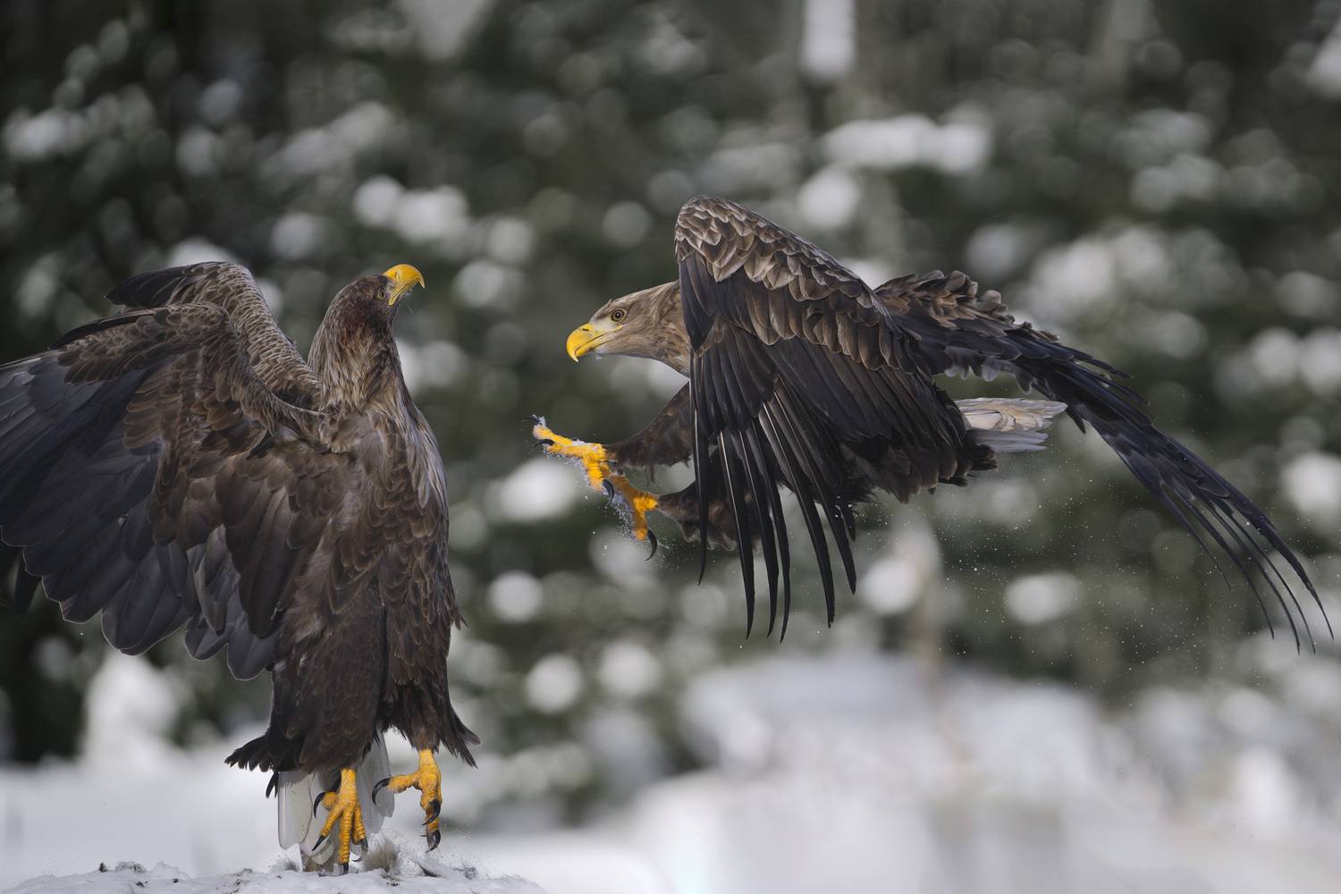 красный бор, орлан-белохвост, действие, Mikhail Ioannisian