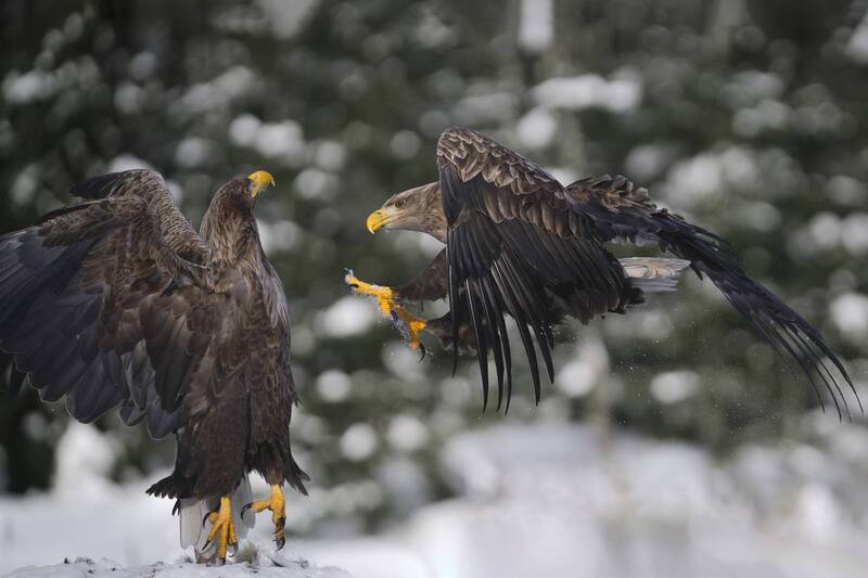 Птичье карате фото превью