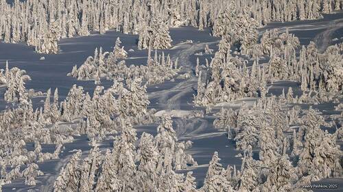 Таёжные опушки и снегоходная дорога