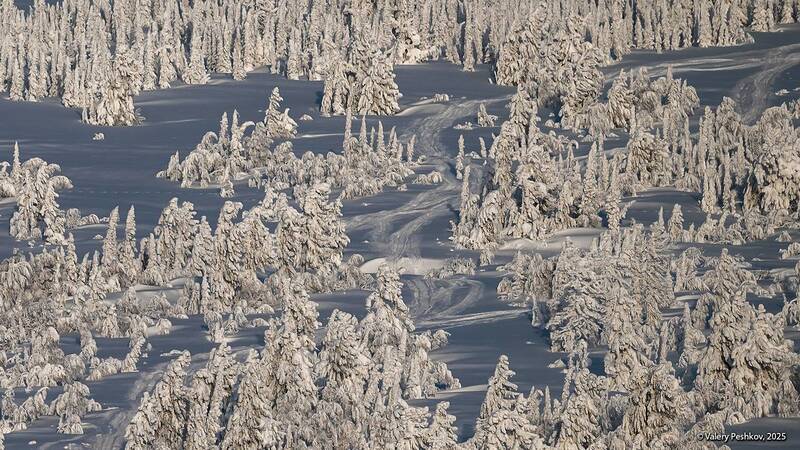 шерегеш, тайга, снег, фрирайд, пихты, кедры, берёзы, гора курган, горная шория, мороз, зима, сибирь Таёжные опушки и снегоходная дорога фото превью