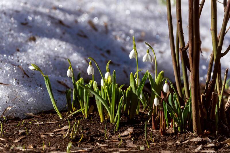 Подснежники, 03.2026, Москва фото превью